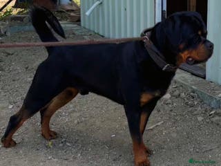 Rottweiler dogs Serbian Import - OTTO for stud in Doncaster - Advert 5