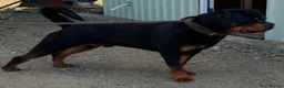 Rottweiler dogs for stud: Serbian Import - OTTO for stud  in Doncaster - Advert 1