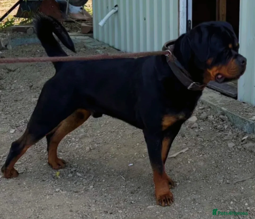 Rottweiler dogs for stud: Serbian Import - OTTO for stud  in Doncaster - Advert 1