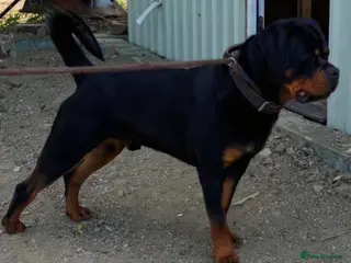 Rottweiler dogs Serbian Import - OTTO for stud in Doncaster - Advert 5