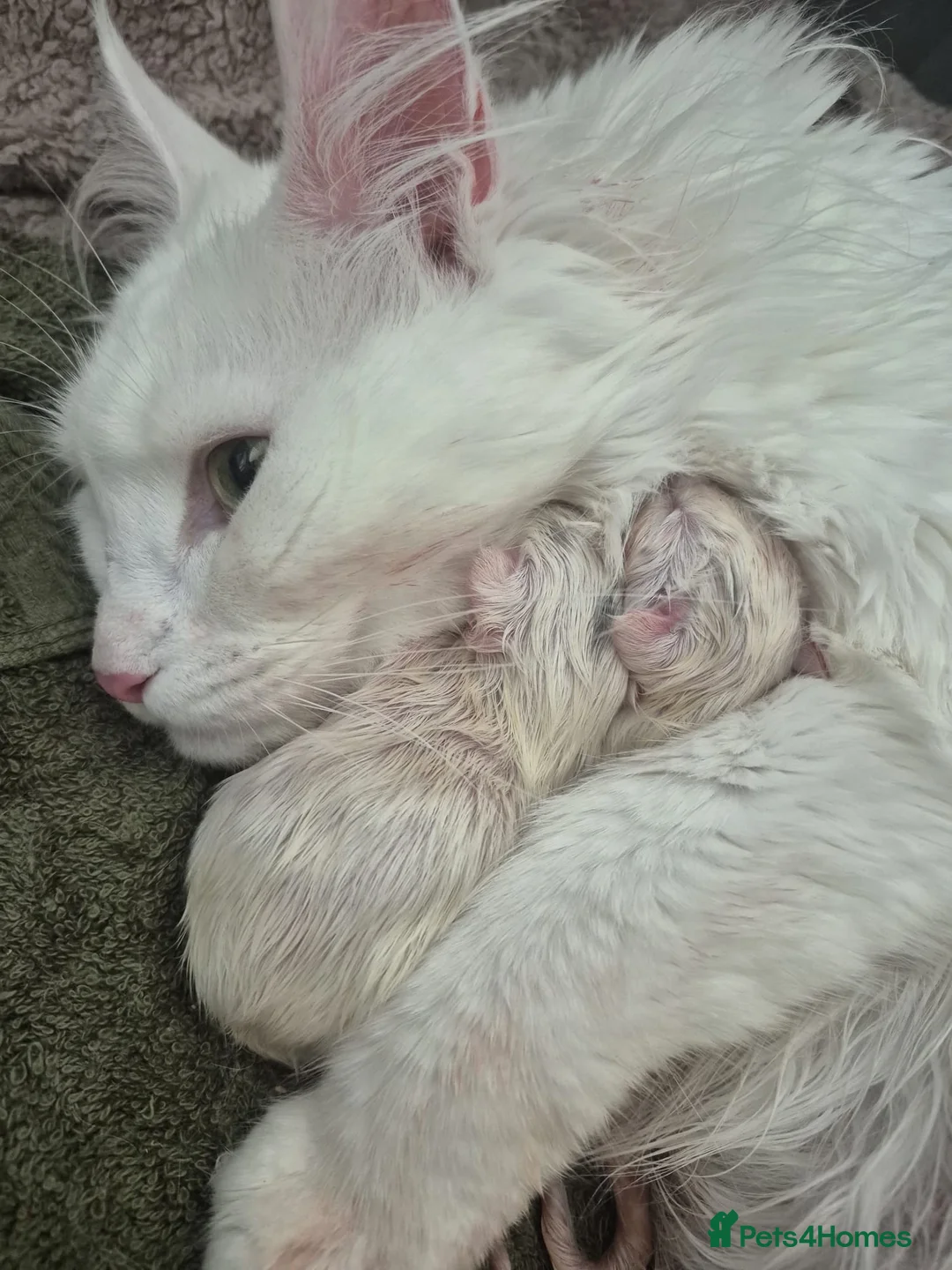 Maine Coon cats for sale: Blue tortie w/ white polydactyl Maine coon kitten - Advert 5