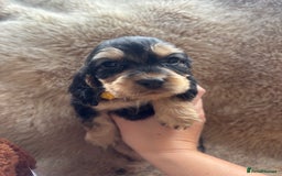 Cocker Spaniel dogs for sale: Cocker spaniel puppies  - Image 22