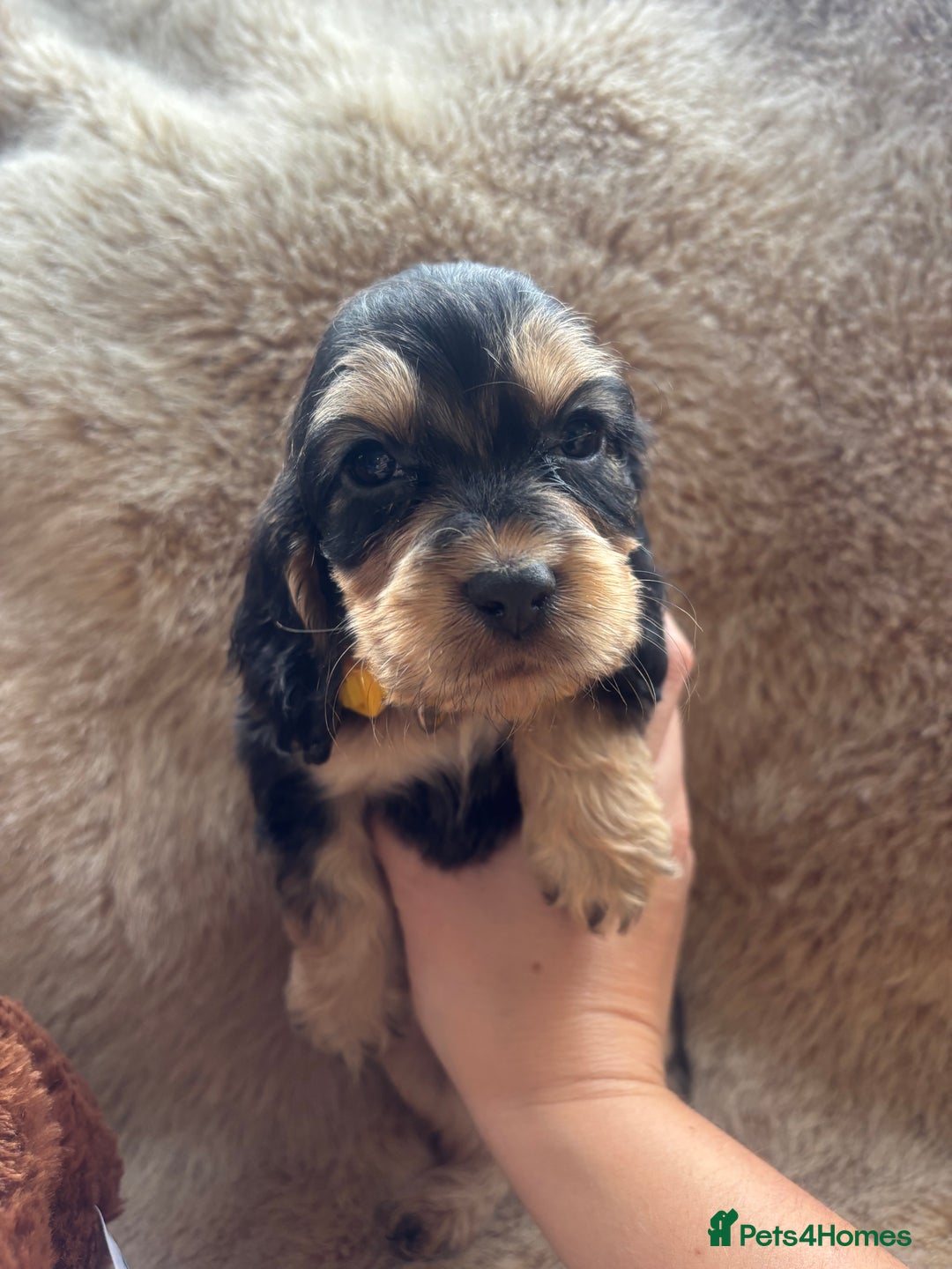 Cocker Spaniel dogs for sale: Cocker spaniel puppies  - Image 22
