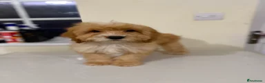Cockapoo 5