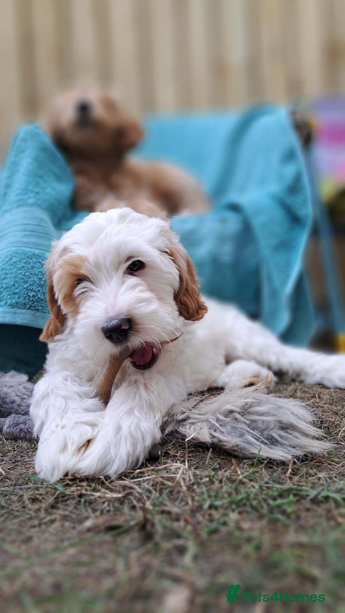 Australian Labradoodle dogs Rufus puppies  - Advert 6