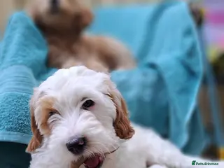 Australian Labradoodle dogs Rufus puppies - Advert 6