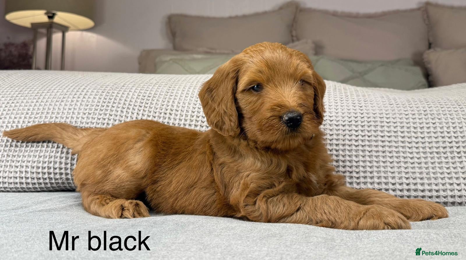 Goldendoodle dogs HEAD TURNING BOYS AND GIRLS. HEALTH TESTED LINEAGE - Advert 17