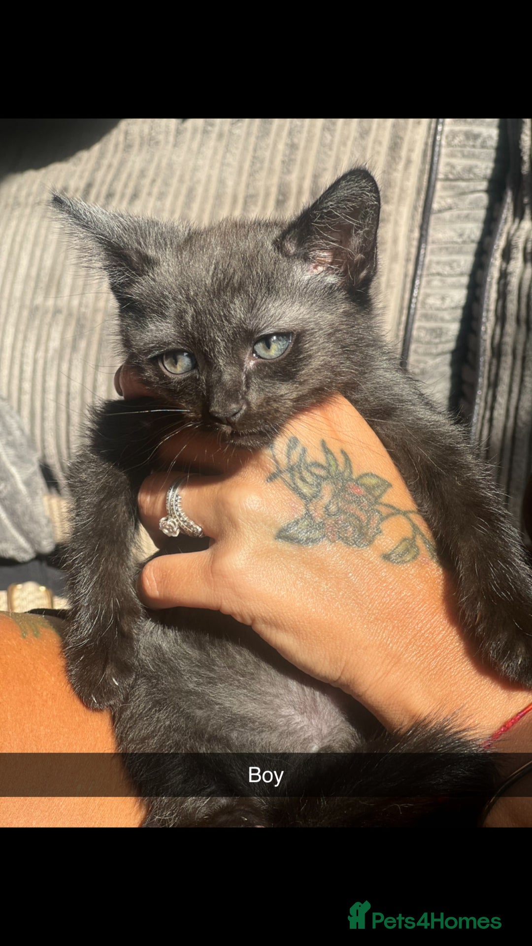 Mixed Breed cats for sale: Beautiful rare kittens - Image 6