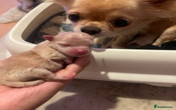 Pomchi dogs for sale: 3 little pomchis  - Advert 8