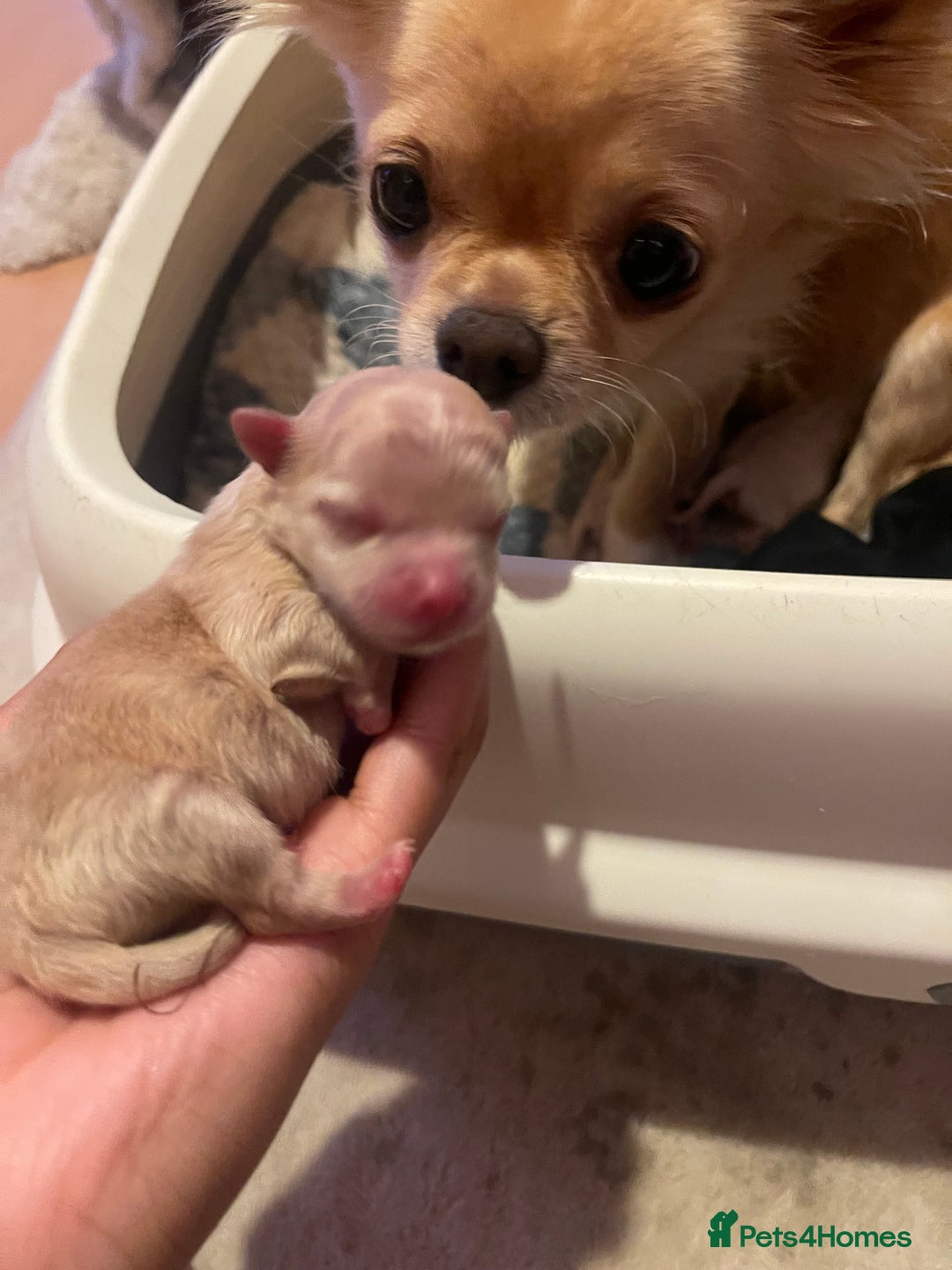 Pomchi dogs for sale: 3 little pomchis  - Advert 8