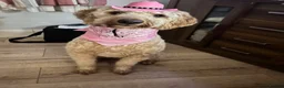 Cockapoo dogs for sale: Forever home for Nala in Derby - Advert 1