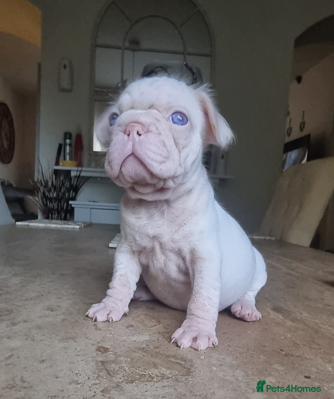 French Bulldog dogs for sale: Beautiful French bulldogs - Image 4