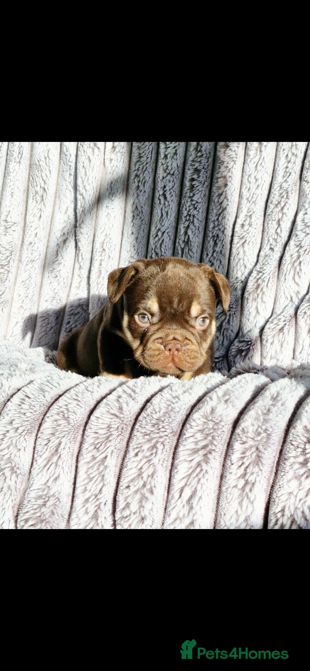 French Bulldog dogs for sale: Stunning puppies from £1500 - Advert 13
