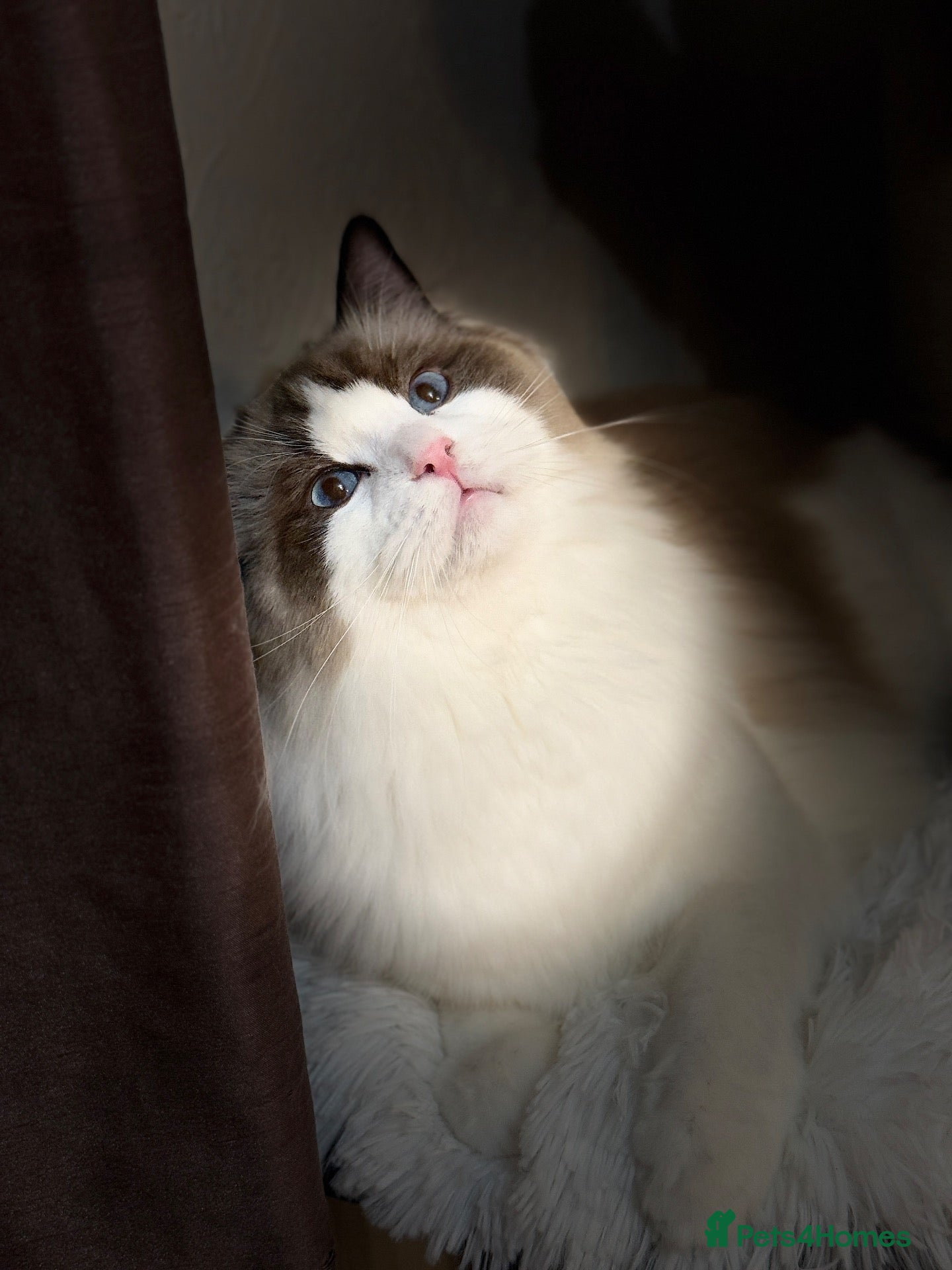 Ragdoll cats Beautiful Male Ragdoll - Advert 1