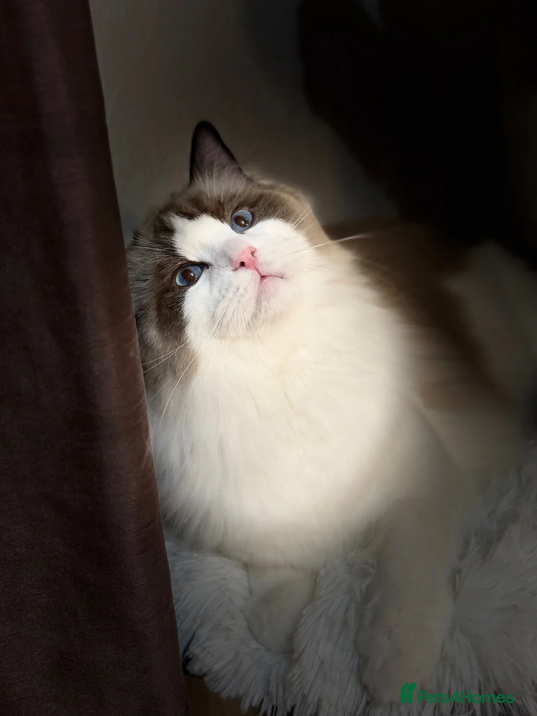 Ragdoll cats for sale: Beautiful Male Ragdoll - Advert 1