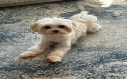 Maltipoo dogs for sale: Maltipoo - Image 6