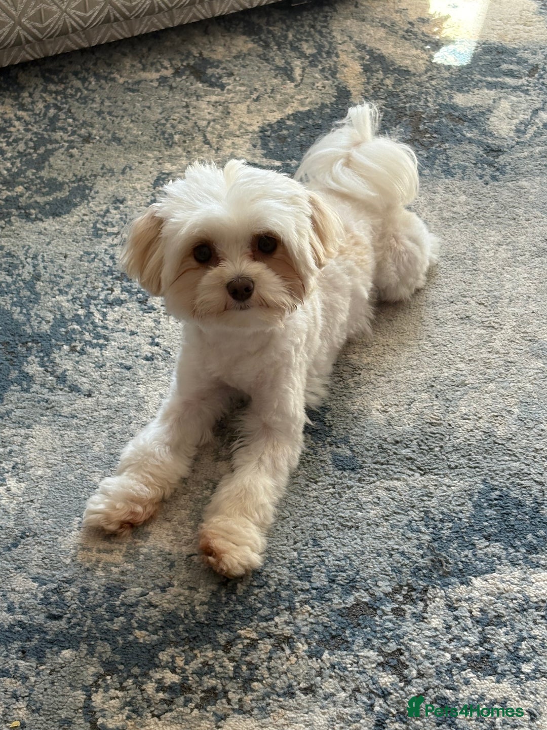 Maltipoo dogs for sale: Maltipoo - Image 6
