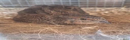 Quail poultry for sale: Gorgeous 8 week old corturnix quail  - Advert 24