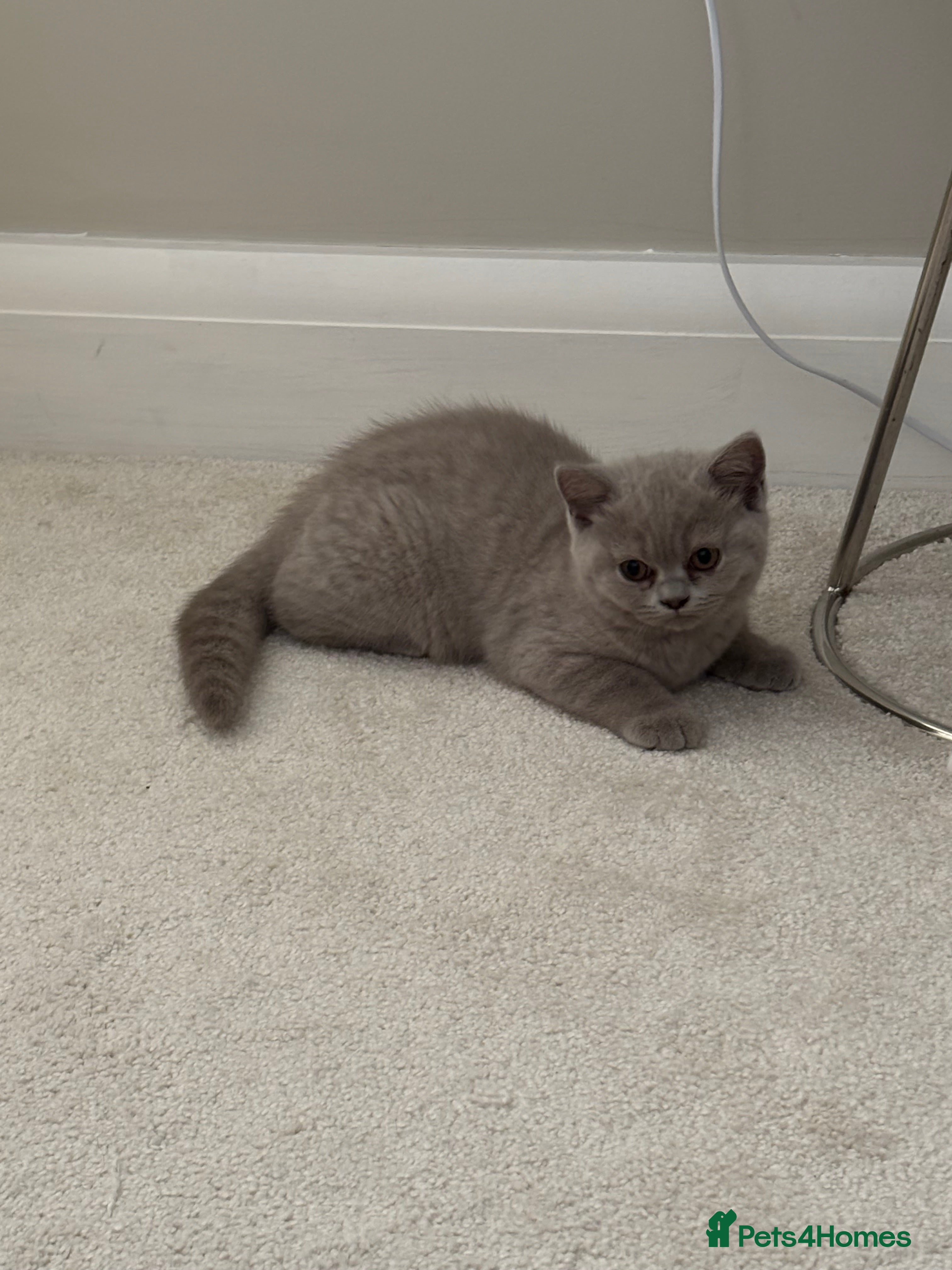 British Shorthair cats British Shorthair Kittens - Advert 2