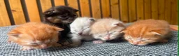 Abyssinian cats for sale: Beautiful British Shorthair x Abyssinian Kittens - Advert 8