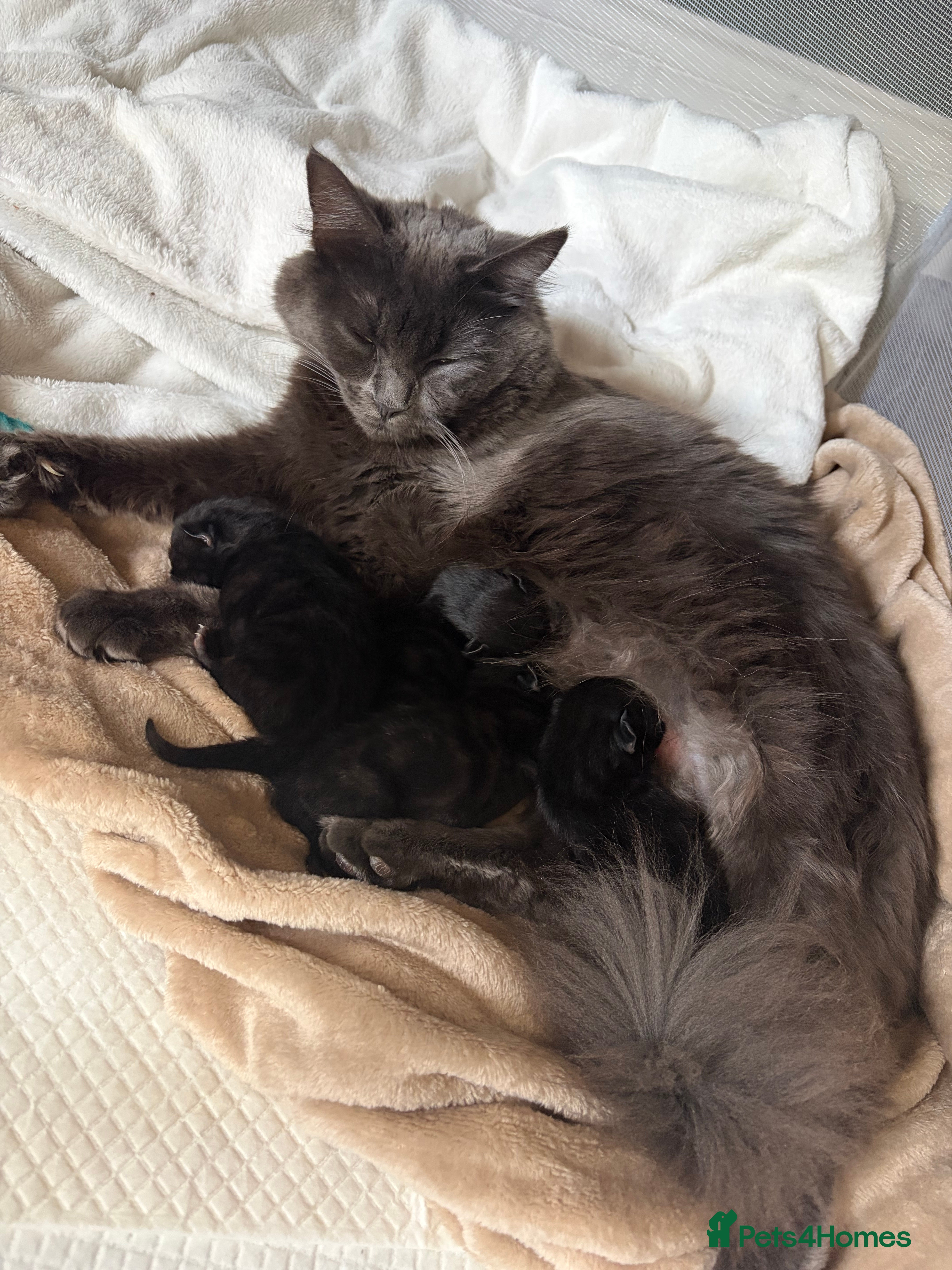 Mixed Breed cats for sale: 🖤 Gorgeous black Kittens   - Advert 5