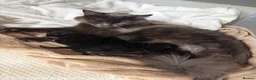 Mixed Breed cats for sale: 🖤 Gorgeous black Kittens   - Advert 1