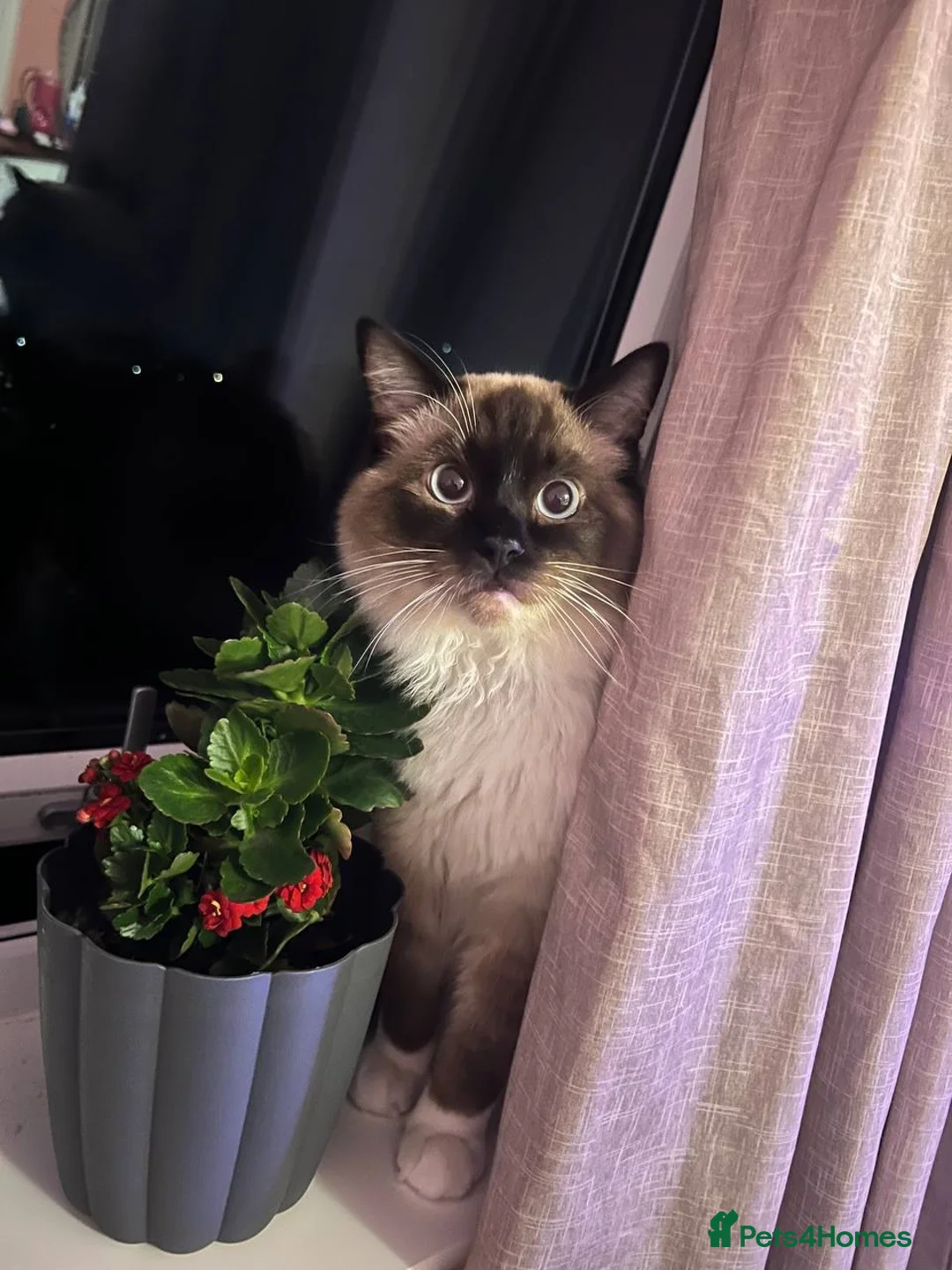 Ragdoll cats for sale: A handsome purebred Ragdoll - Advert 2