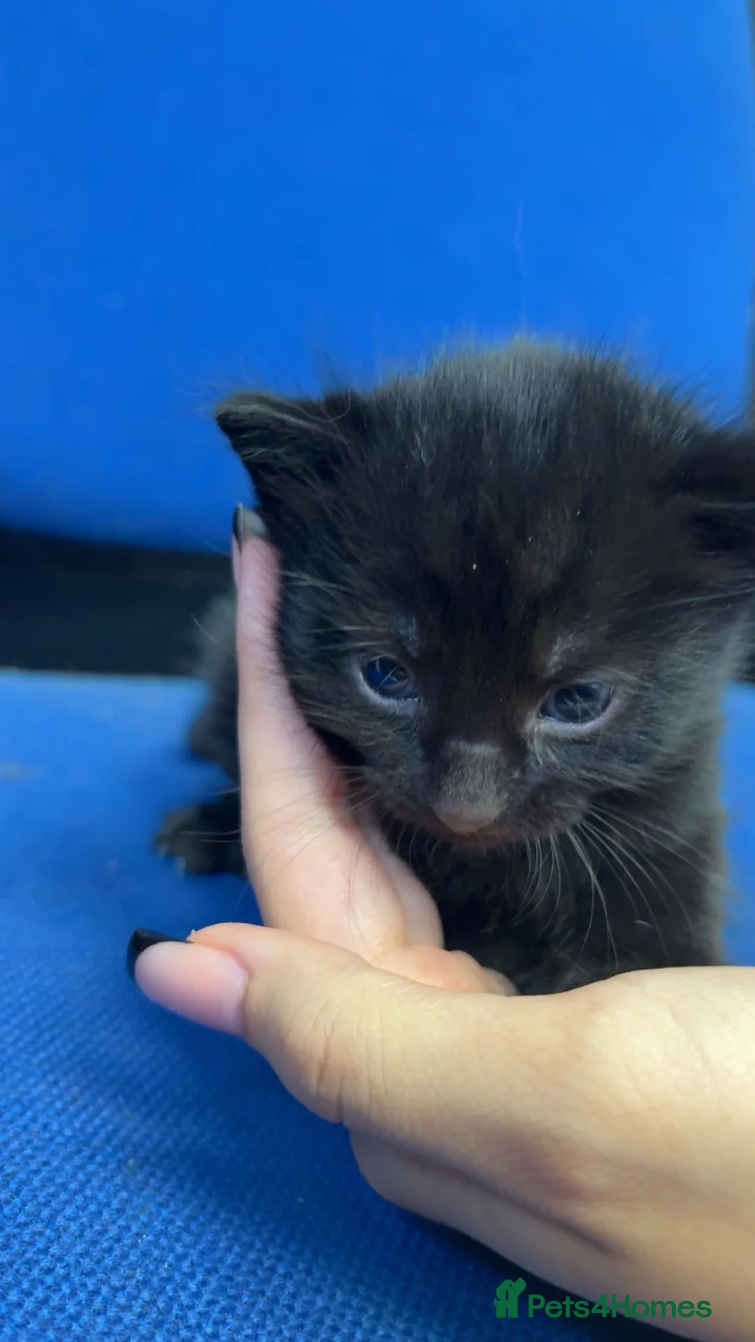 Mixed Breed cats for sale: kitten for sale  in Birmingham - Advert 2