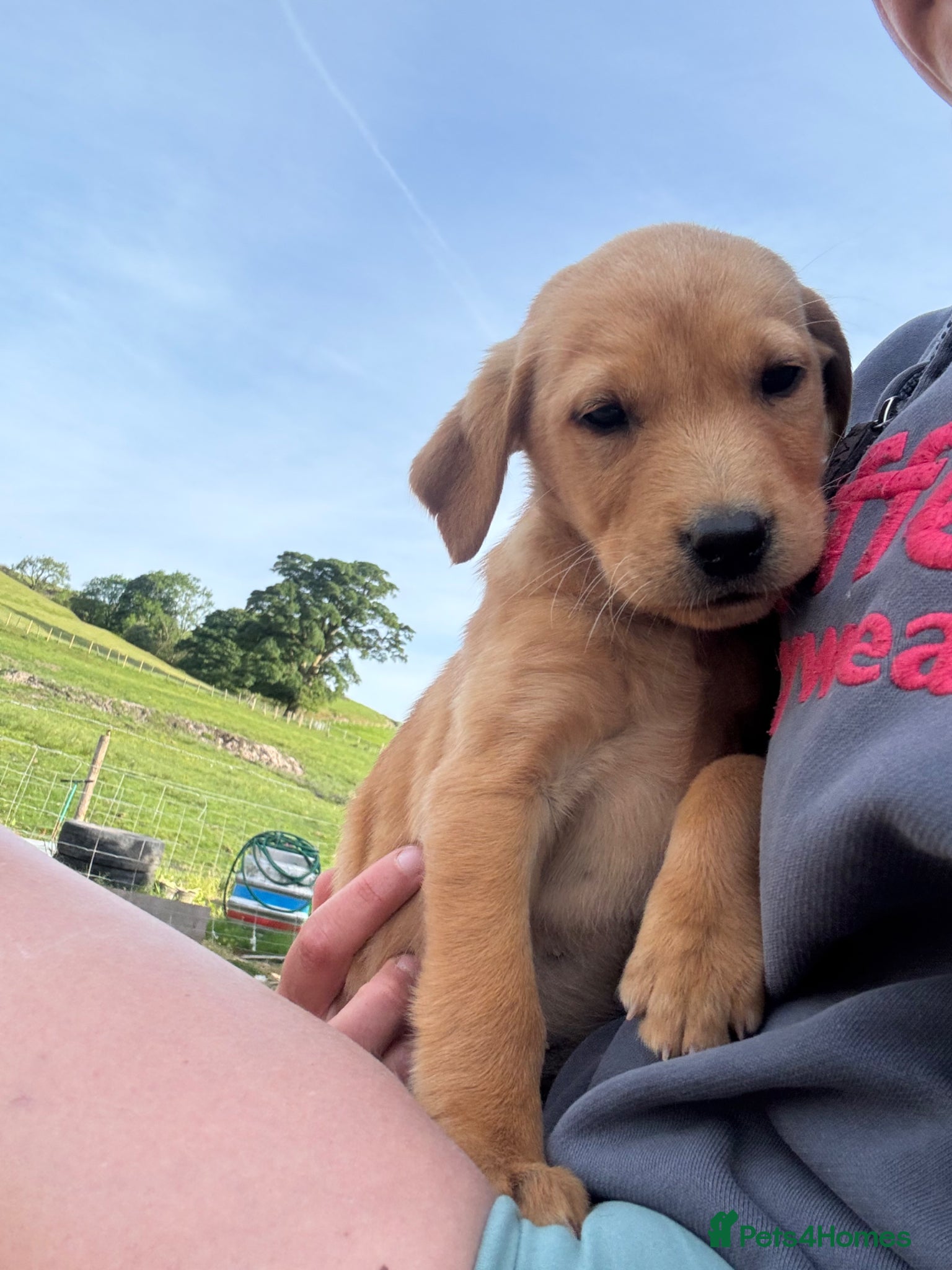 Labrador Retriever dogs Labrador Puppies - Advert 2