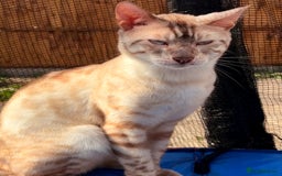 Bengal cats for sale: 1 Pedigree Brown Bengal x Snow Lynx Bengal - Image 4