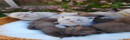 British Shorthair cats for sale: 🍫Chocolate and 💜 Lilac Kittens Waitlist  - Advert 8