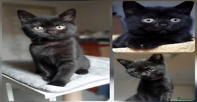 Mixed Breed cats - Advert 12