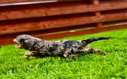 Cavapoo dogs for sale: Top Class Cavapoo pups double vaccinated! - Image 18