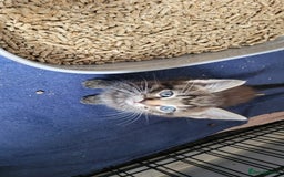 Mixed Breed cats for sale: 4 kittens available start of September  - Image 8