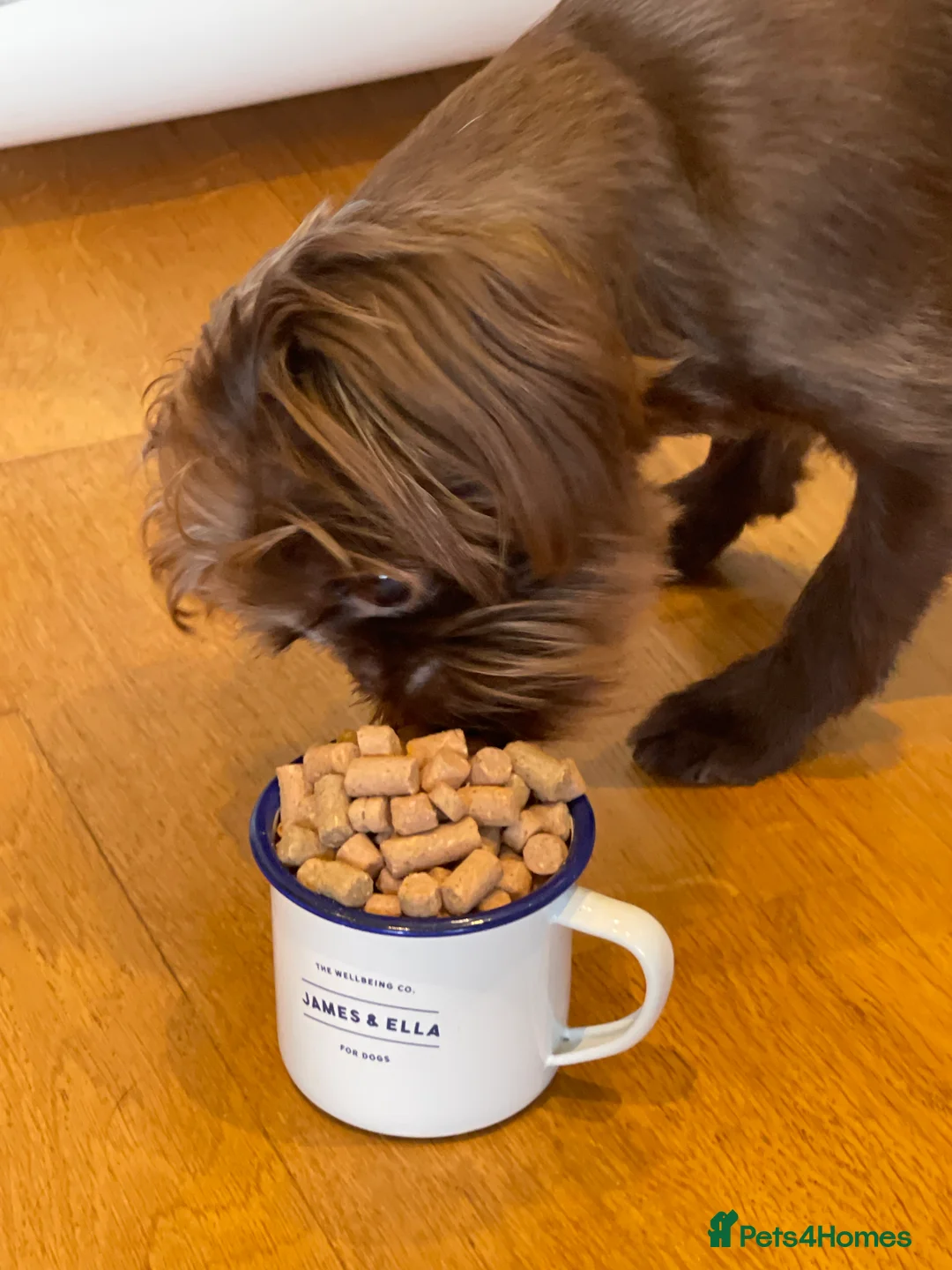 Griffon Bruxellois dogs for sale: Gorgeous Rough Coated 3 Year Old griffon Girl  - Advert 10