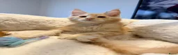 Maine Coon cats for sale: Stunning MaineCoon kittens  in Manchester - Advert 24