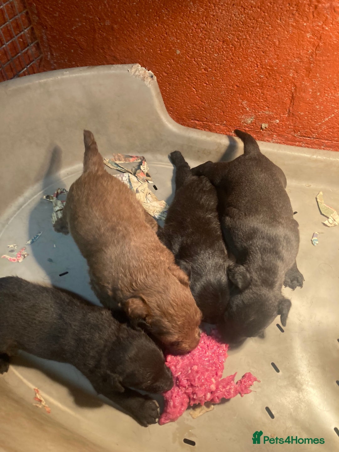 Patterdale Terrier dogs for sale: Working bred pups for sale  - Advert 3