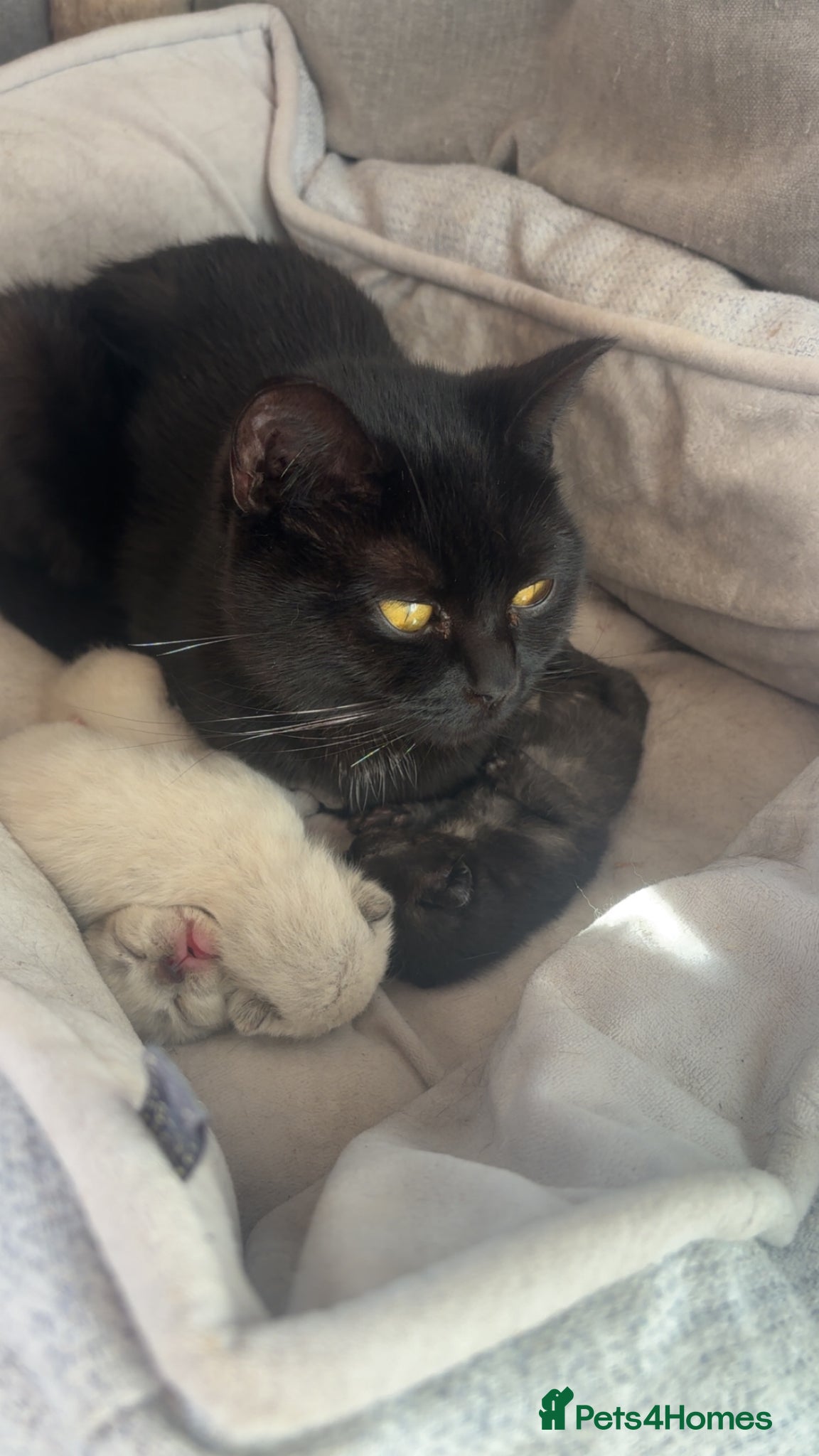 British Shorthair cats British Shorthair Kittens for sale - Advert 3