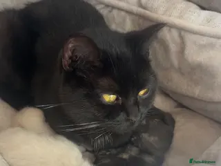 British Shorthair cats British Shorthair Kittens for sale - Advert 3