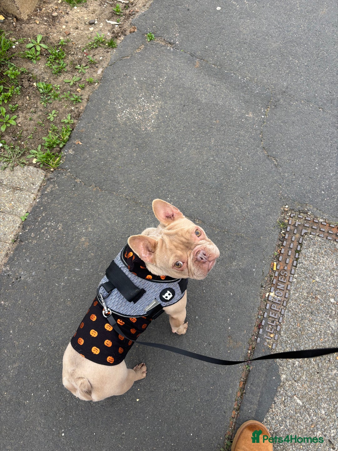 French Bulldog dogs for sale: Bunny  - Image 2