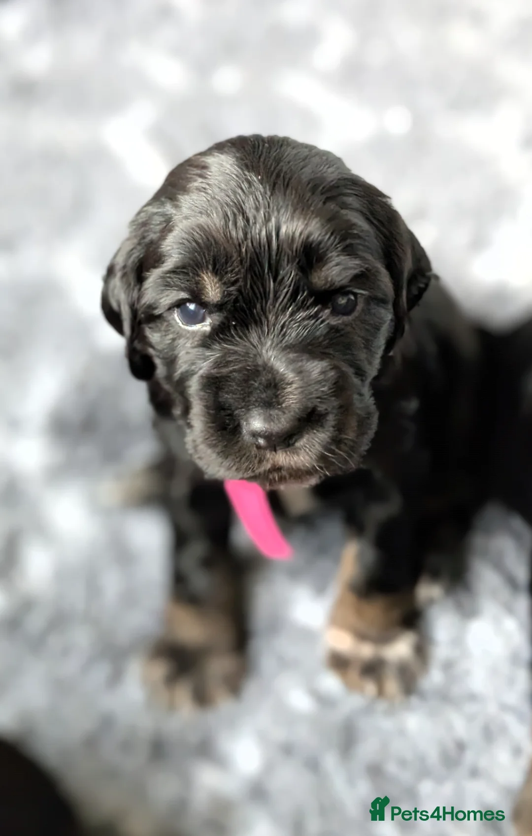 Cocker Spaniel dogs for sale: Beautiful Cocker spaniels - Advert 2