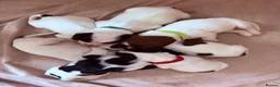 Sprocker dogs for sale: A fine litter of sprocker puppy’s  in Sudbury - Advert 1