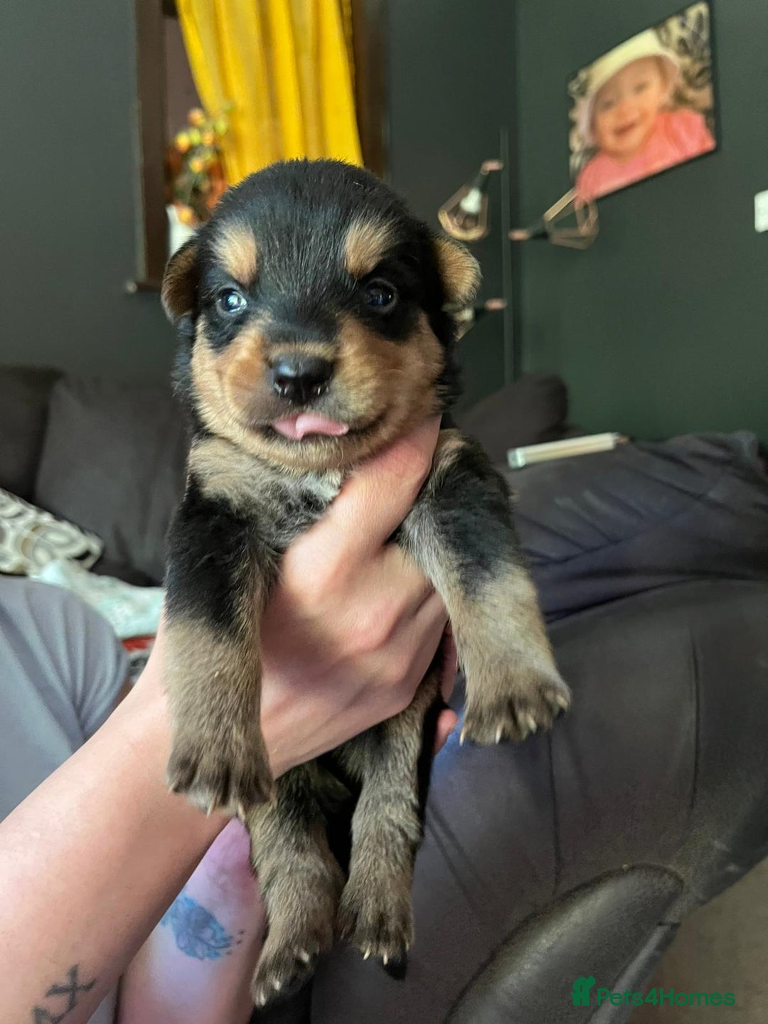 Mixed Breed dogs for sale: 9 beautiful rottweiler cross german shepherd pups - Image 9