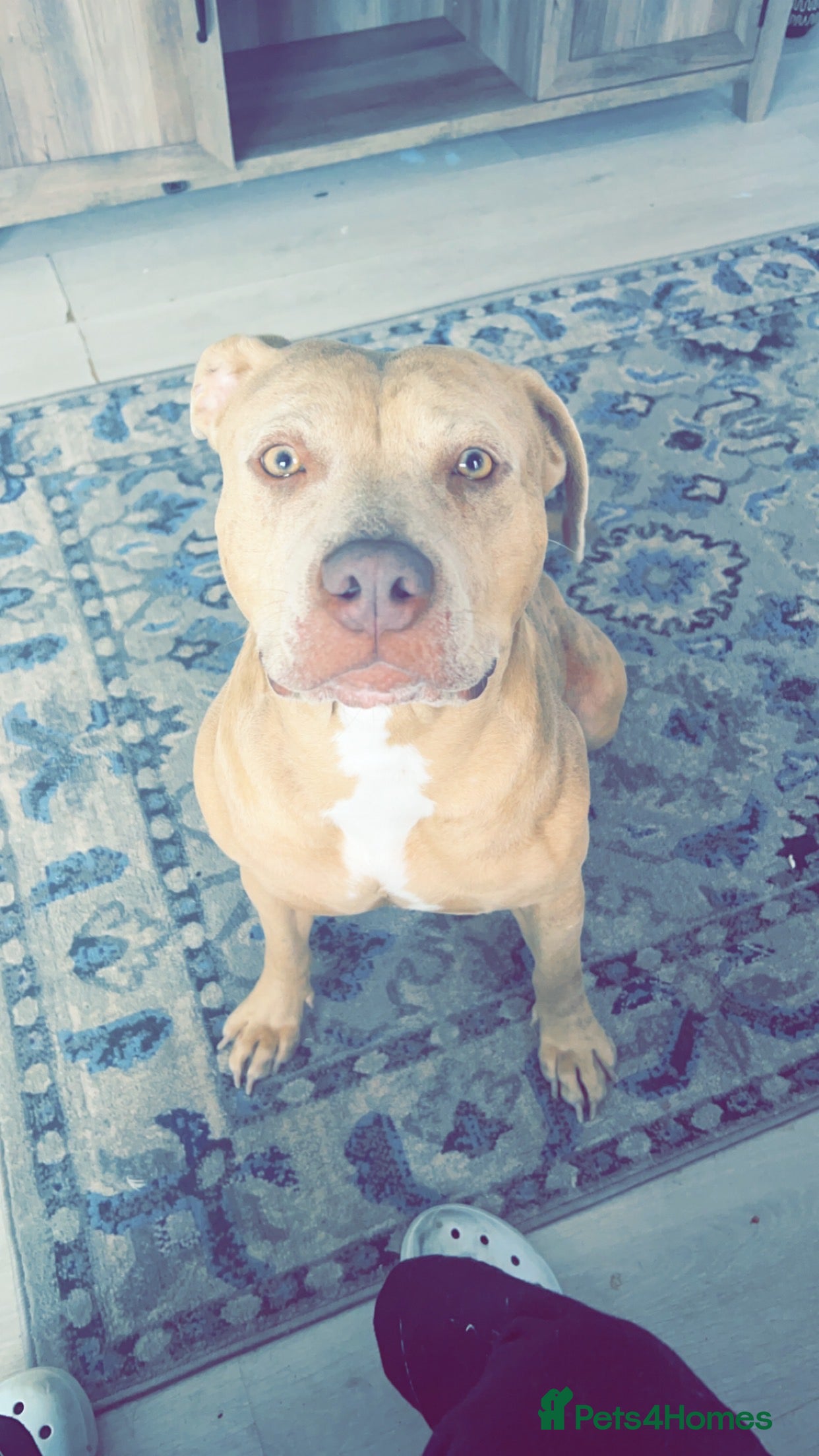 Mixed Breed dogs American bulldog mix - Advert 1