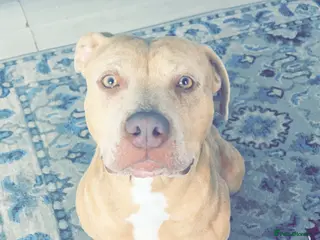 Mixed Breed dogs American bulldog mix - Advert 1