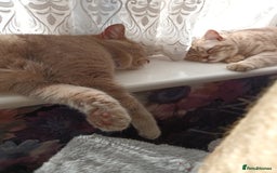 British Shorthair cats for sale: British short hair lilac kittens - Image 4