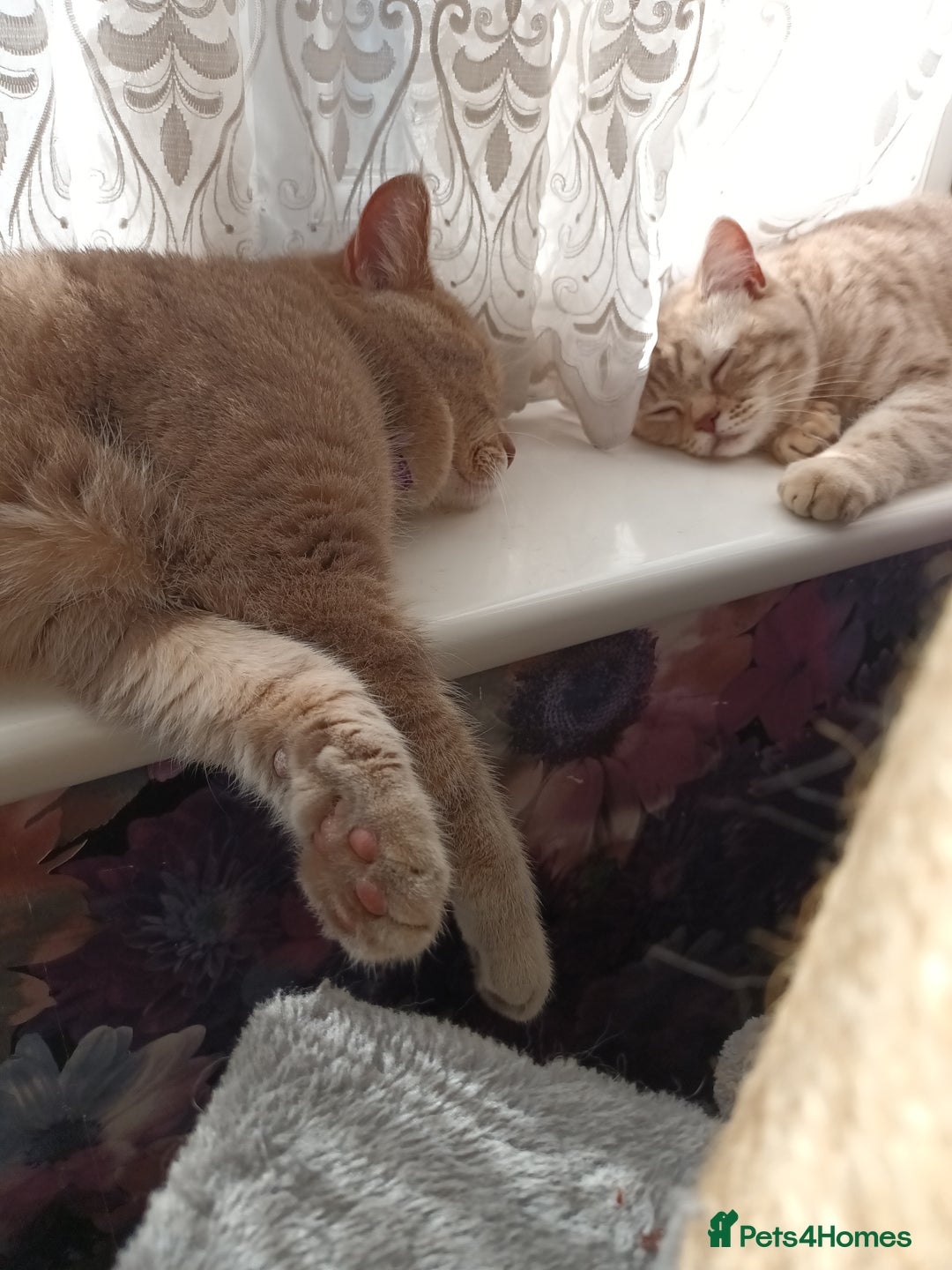 British Shorthair cats for sale: British short hair lilac kittens - Image 4