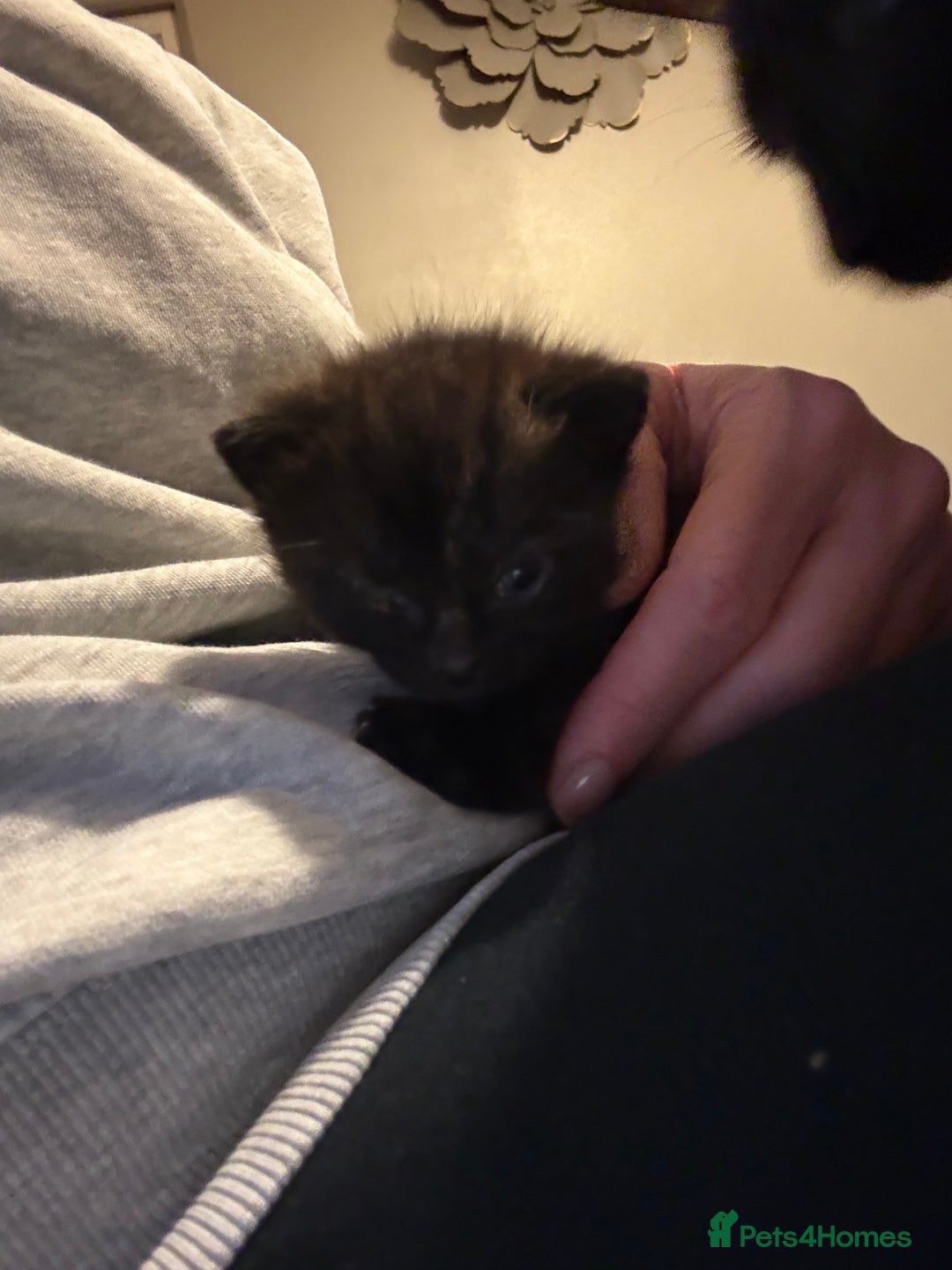 Mixed Breed cats for sale: 3 mixed kittens - Advert 8