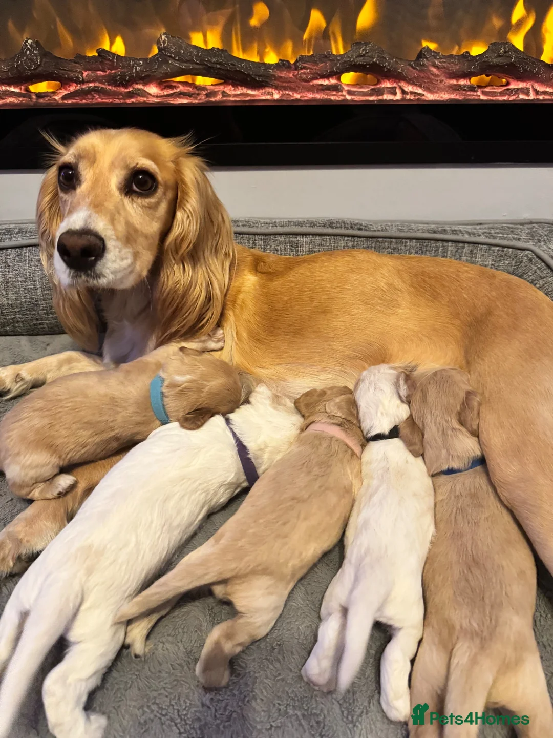 Cocker Spaniel dogs for sale: Cocker spaniel puppies  - Advert 2
