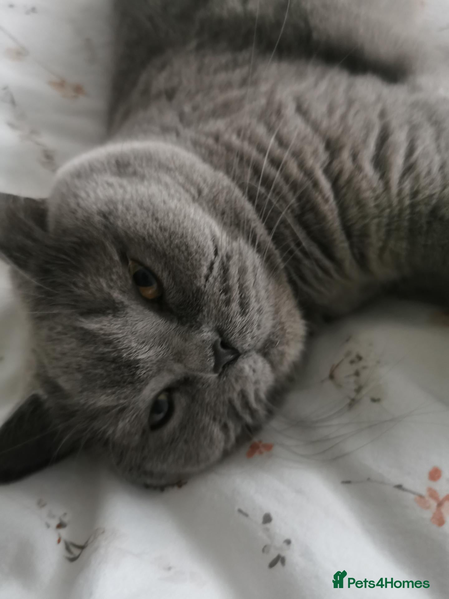 British Longhair cats Dior  - Advert 1